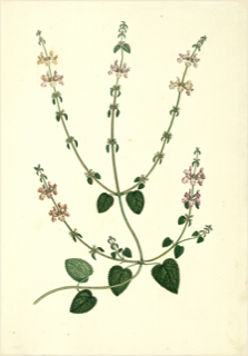 Ilustración botánica de Salvia