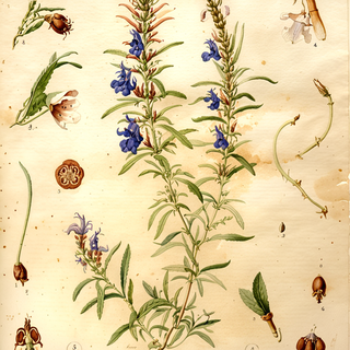 Ilustración botánica de Salvia sagittata