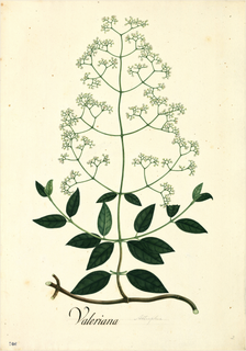 Ilustración botánica de Sambucus canadensis