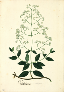 Ilustración botánica de Sauco