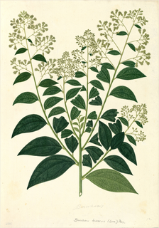 Ilustración botánica de Saúco andino