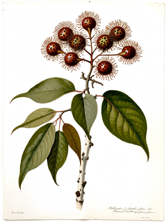 Ilustración botánica de Sangre de drago