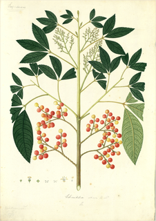 Ilustración botánica de Jaboncillo