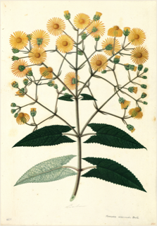 Ilustración botánica de Vira vira