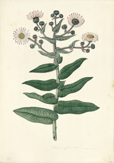 Ilustración botánica de Huamanripa