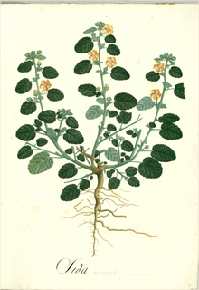 Ilustración botánica de Escoba de castilla