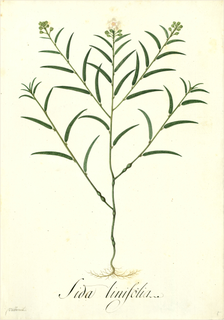 Ilustración botánica de Escoba