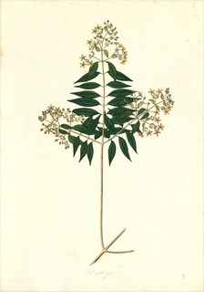 Ilustración botánica de Marupa