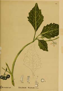 Ilustración botánica de Hierba mora