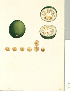 Ilustración botánica de Solanum contortum