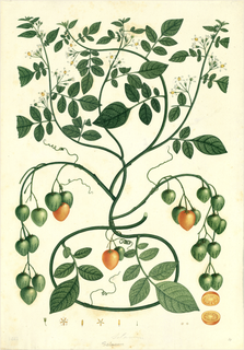 Ilustración botánica de Solanum nitidum