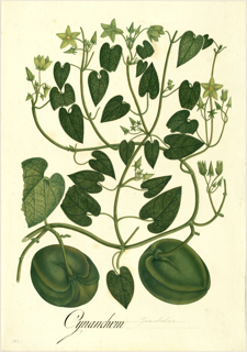 Ilustración botánica de Lulo