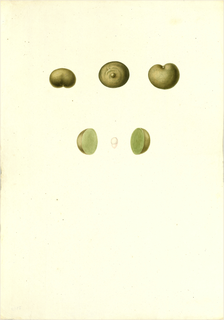 Ilustración botánica de Jocote