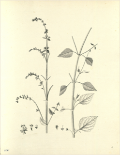 Ilustración botánica de Verbena cimarrona