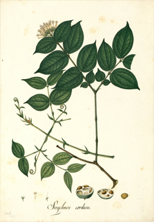 Ilustración botánica de Curare