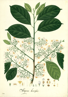 Ilustración botánica de Styrax ovatus