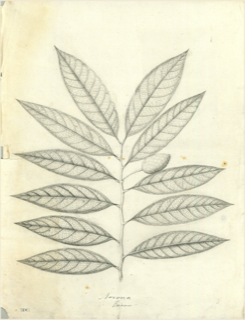 Ilustración botánica de Caoba de hoja ancha
