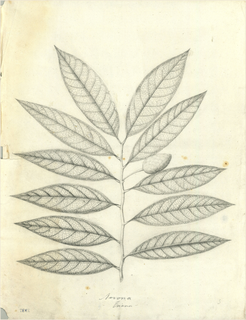 Ilustración botánica de Caoba