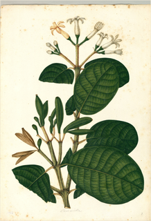 Ilustración botánica de Sanango