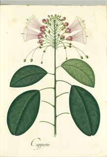 Ilustración botánica de Tara