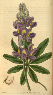 Ilustración botánica de Tarwi