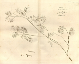 Ilustración botánica de Barbasco