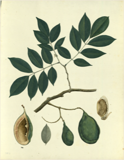 Ilustración botánica de Cupuaçu