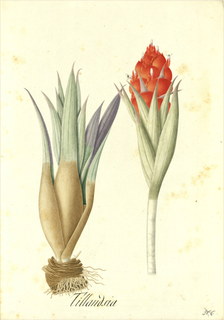 Ilustración botánica de Tillandsia latifolia