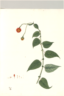 Ilustración botánica de Botón de oro