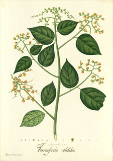 Ilustración botánica de Tournefortia scabrida