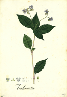 Ilustración botánica de Tradescantia multiflora