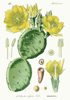 Ilustración botánica de Tuna