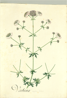 Ilustración botánica de Valeriana interrupta