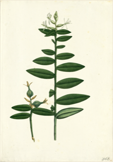 Ilustración botánica de Vainilla