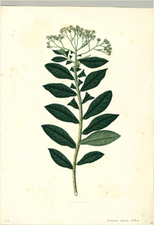 Ilustración botánica de Verbena hispida