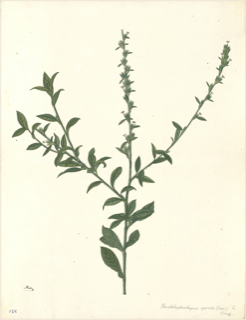 Ilustración botánica de Verbena