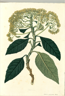 Ilustración botánica de Capitaneja