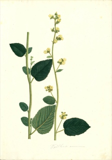 Ilustración botánica de Malva de caballo