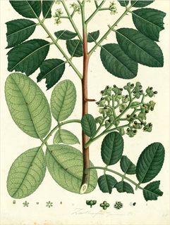 Ilustración botánica de Zanthoxylum americanum