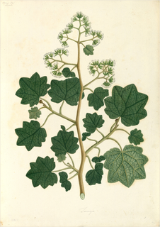 Ilustración botánica de Maíz (pelos)